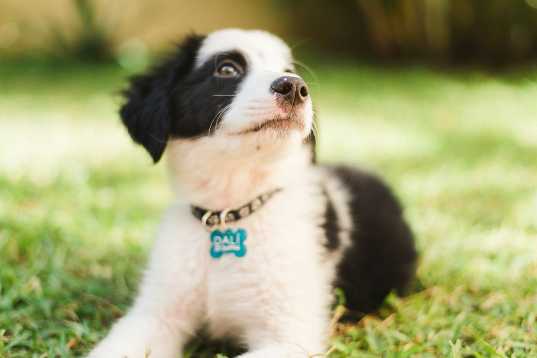 外出前に犬の所有者明示を確認するイメージ