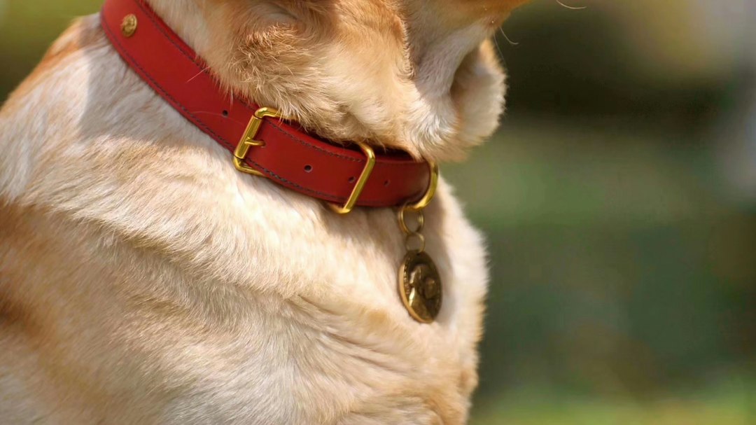 迷子札を付けた犬とマイクロチップを解説する記事のアイキャッチ